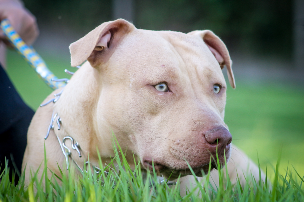 Perro pit bull en evaluación para tenencia de animales potencialmente peligrosos en Ourense
